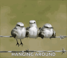 three birds are perched on a barbed wire fence with the caption hanging around