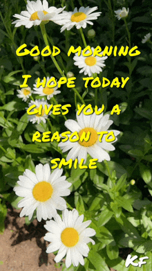 a picture of daisies with the words good morning i hope today gives you a reason to smile above them