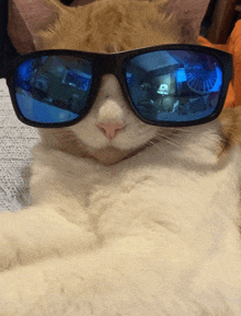 a cat wearing sunglasses with a reflection of a room in them