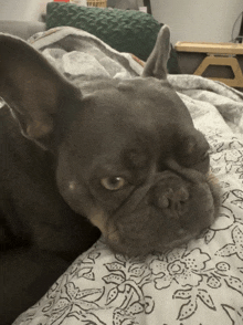 a french bulldog laying on a bed with a floral comforter