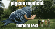 a picture of a pigeon with a caption that says bottom text