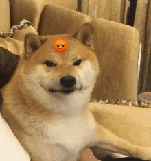 a shiba inu dog is sitting on a couch with an angry face on its head .