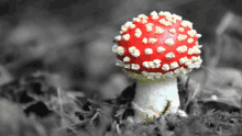 a red and white mushroom with white spots is growing in the grass