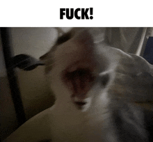 a blurry picture of a cat with its mouth open and the words fuck above it