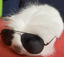 a white furry animal wearing sunglasses on a red surface