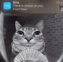 a cat holding a stack of playing cards in front of a brick wall