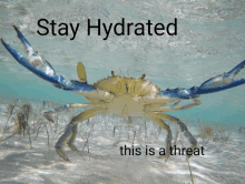 a crab in the water with the words stay hydrated