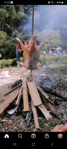 a phone screen shows a pig being cooked over a campfire