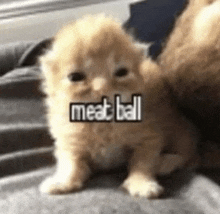 a small kitten is sitting on a person 's lap with the words `` meat ball '' written on it .