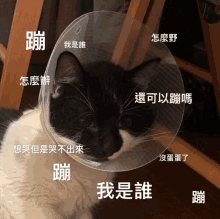 a black and white cat wearing a clear plastic cone with chinese writing around it