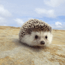 a small hedgehog is standing on a rocky surface with a blue sky in the background