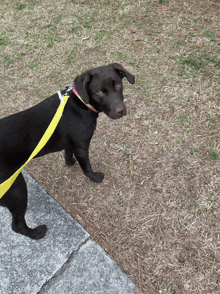 a black dog wearing a yellow leash walking on a sidewalk