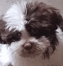 a brown and white dog is laying down on the floor .