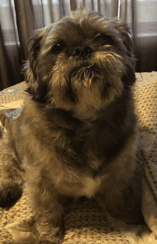 a small dog is sitting on a bed and looking up