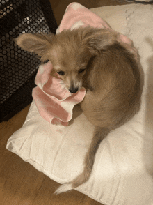 a small dog wrapped in a pink blanket laying on a white pillow