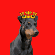 a dog with a crown on its head with the letter s on it