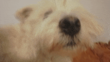 a close up of a dog 's nose with a blurred background