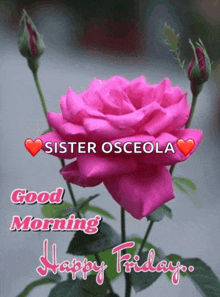 a pink rose with the words sister osceola good morning and happy friday