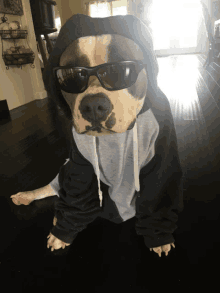 a dog wearing a hoodie and sunglasses looks like a hipster