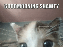 a kitten is looking at the camera with the words good morning shawty above it