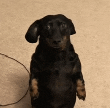 a black dog is standing on its hind legs and looking at the camera