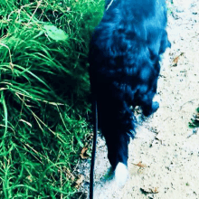 a black dog is walking on a leash in the dirt