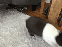 a black and white dog is standing on a white rug