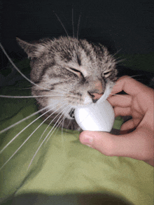 a cat with its eyes closed eating a white egg