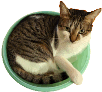 a cat is laying in a green bowl and looking up at the camera