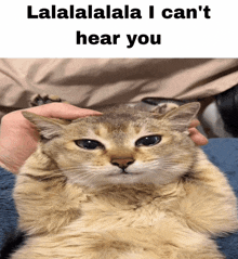 a cat with a caption that says lalalalala i can t hear you