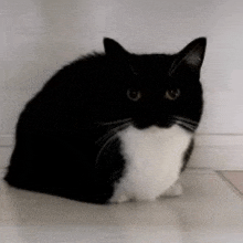 a black and white cat is sitting on a tile floor looking at the camera .