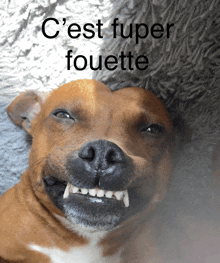 a brown and white dog is smiling with the words c'est fuper fouette above it