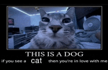 a picture of a cat that says this is a dog