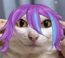 a white cat with purple and blue hair is being held by someone