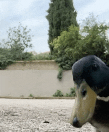 a duck with a yellow beak is standing in a gravel area