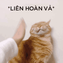 a person is petting a cat with the words lien hoan va written on the bottom