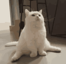 a white cat is sitting on its hind legs on the floor looking up .