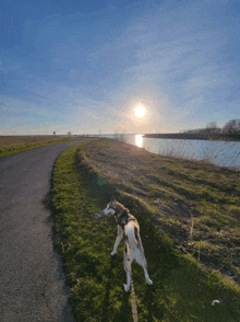 a husky dog is standing on a path near a lake