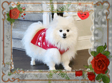 a white dog wearing a red sweater is in a picture frame with roses