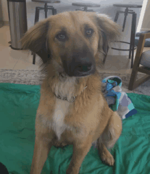 a brown and white dog is sitting on a green blanket and looking at the camera