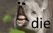 a close up of a tapir with its mouth open and the word die behind it