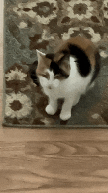 a calico cat standing on a rug on a wood floor