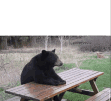 a bear is sitting at a picnic table with the words poopypedia on the bottom