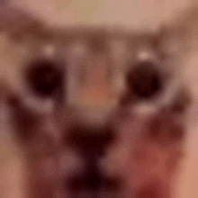 a close up of a cat 's face with its eyes open .