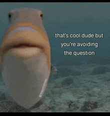 a fish with a caption that says that 's cool dude but you 're avoiding the question ..