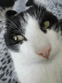 a close up of a black and white cat 's face with green eyes