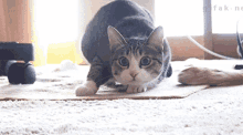 a cat is looking at the camera with a gif written on the bottom