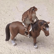 a frog is sitting on top of a toy horse .