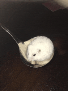 a small white hamster sits on a spoon