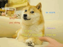 a doge is sitting on a couch with a person 's hand on it .